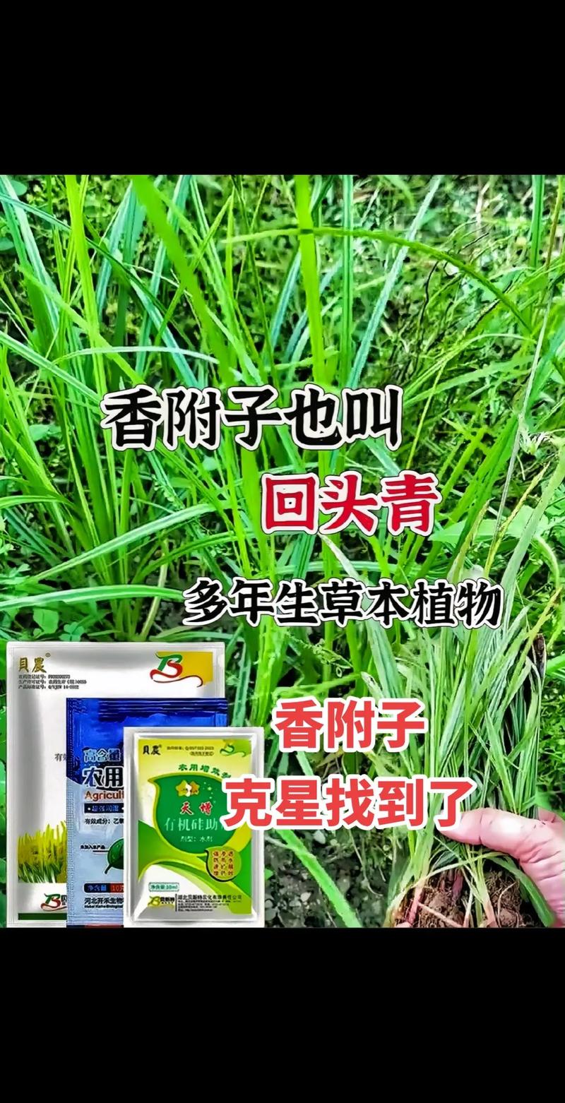 草王除草破解版