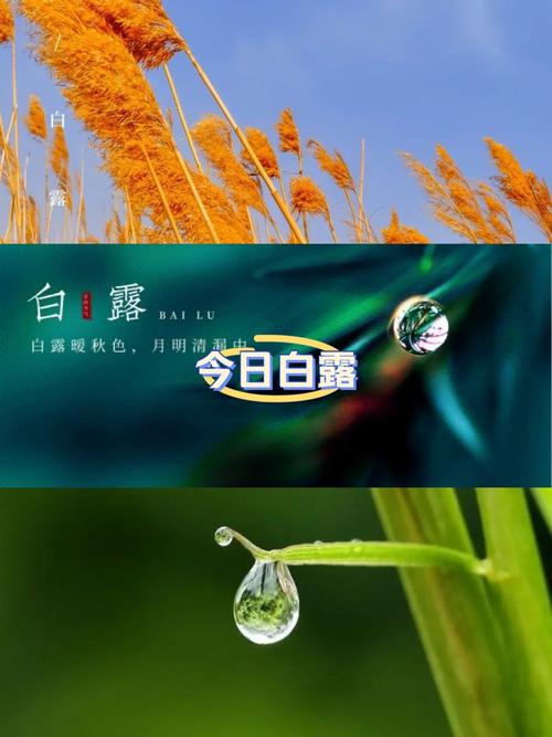 白露转转发赚钱平