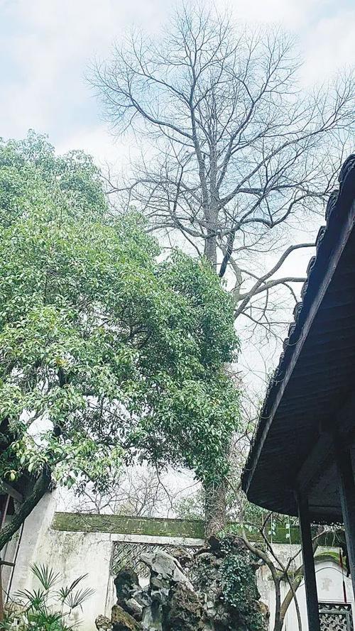 鲁迅两颗树的隐喻