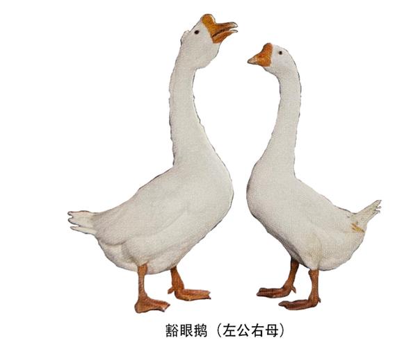 中国大鹅