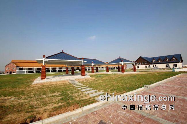 北国之春信鸽春棚公棚