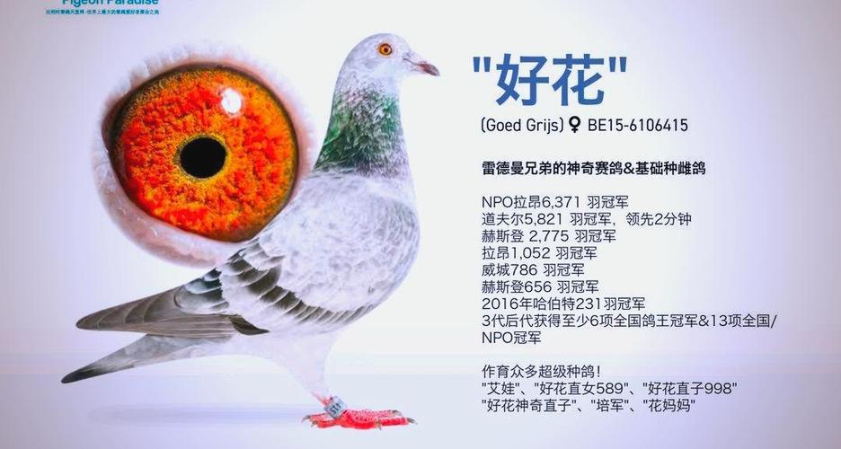 世界最好的信鸽