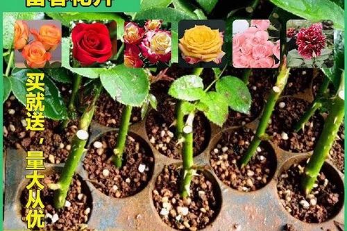 玫瑰花可以寄顺丰吗