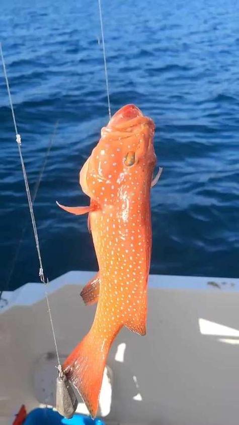 万宁钓鱼最新版本