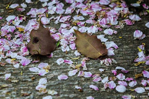 梅花轻落