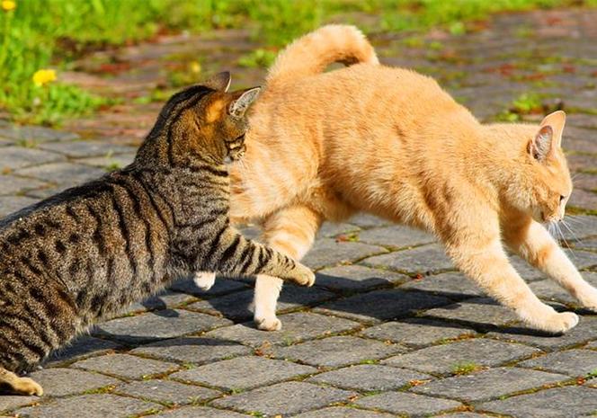梦见被猫攻击和猫搏斗