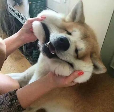 晕车啥意思梗