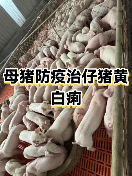 猪黄白痢一般几天自愈