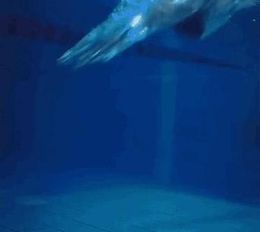 荒岛求生手记 人鱼