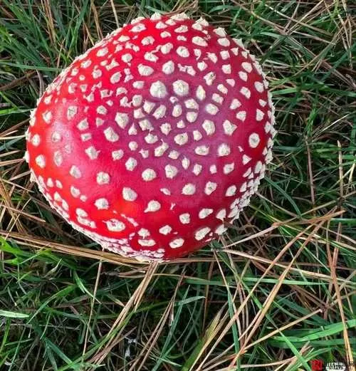 红蘑菇视频红色LOGO